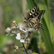 Mike Moore - Swallowtail butterfly